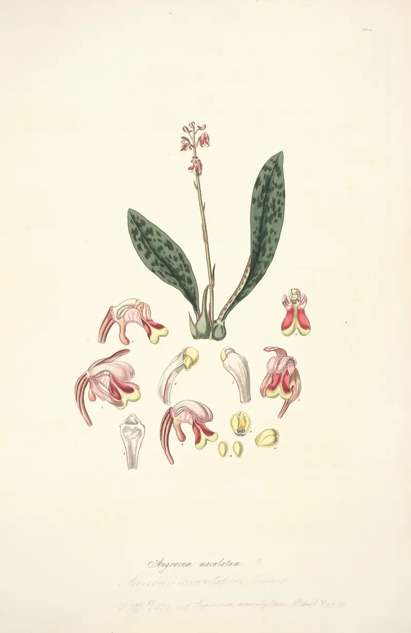 Collectanea botanica Pl.15 av John Lindley