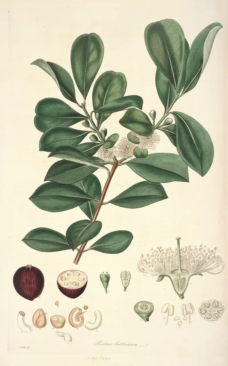 Collectanea botanica Pl.16, John Lindley