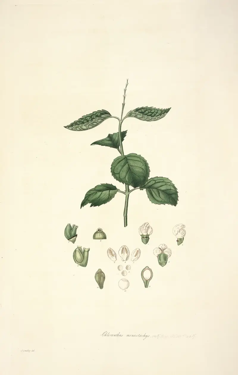 Collectanea botanica Pl. 17 von John Lindley