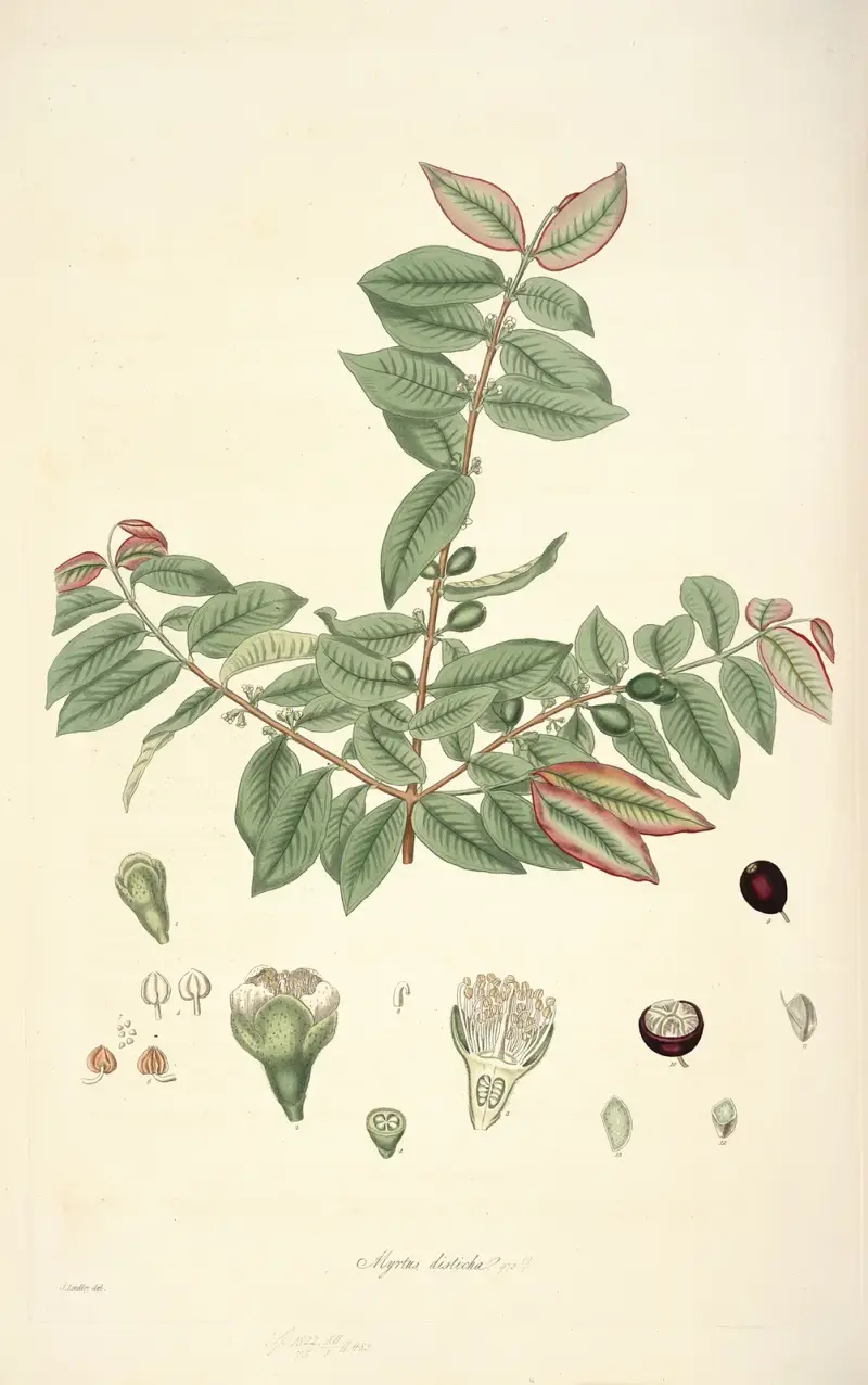 Collectanea botanica Taf. 19 von John Lindley