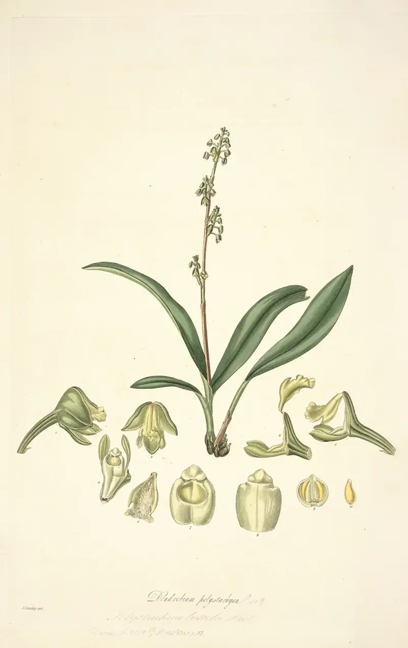 Collectanea botanica Pl.20 av John Lindley