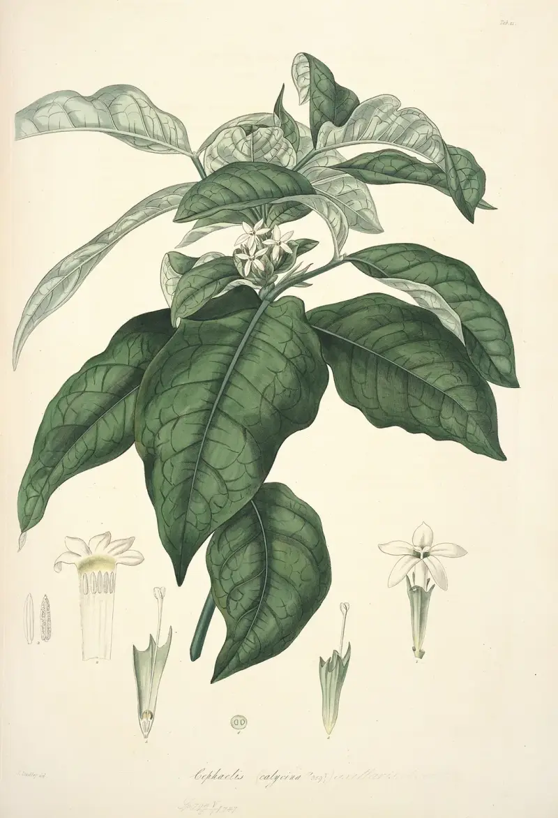 Collectanea botanica Pl.21, John Lindley