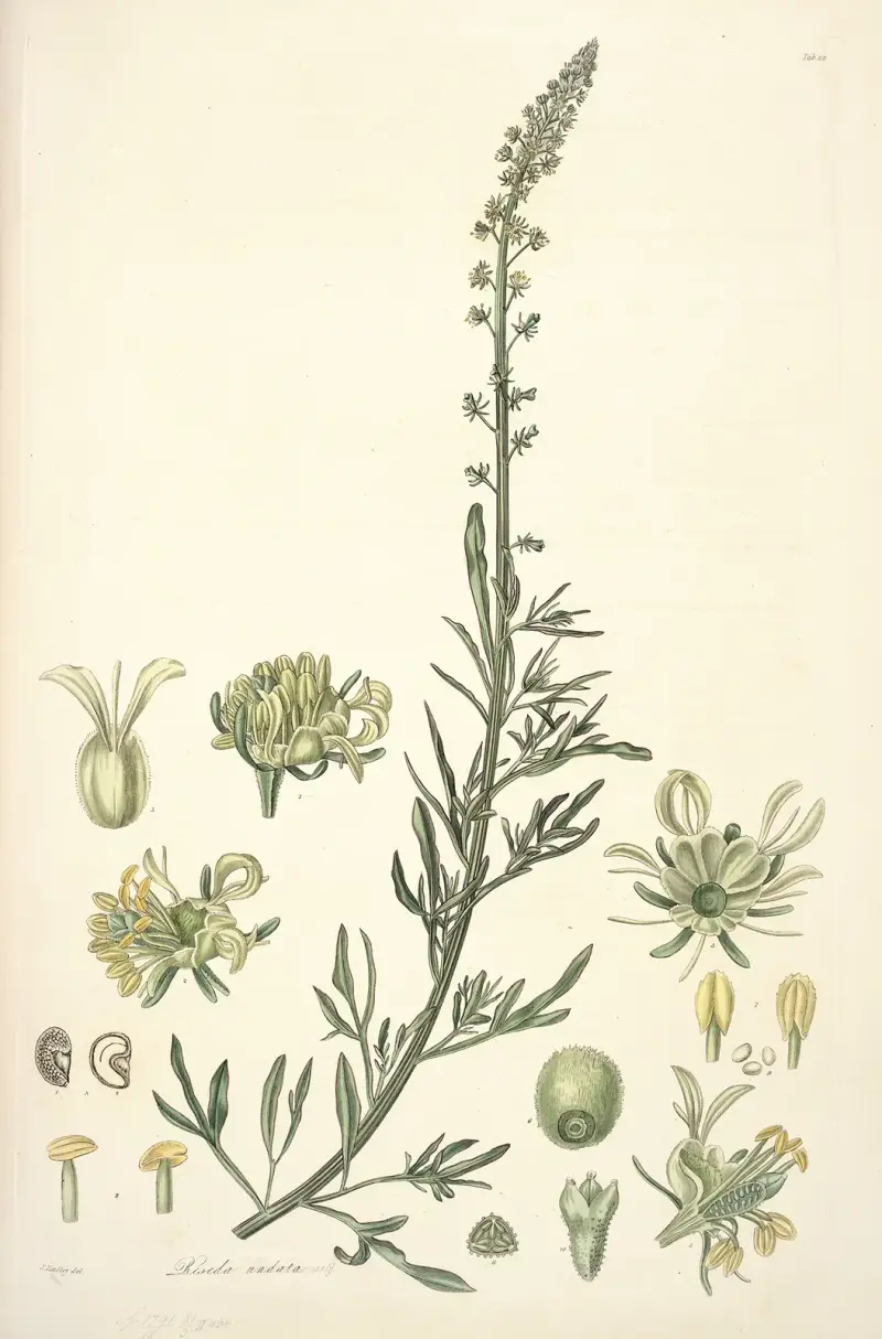 Collectanea botanica Pl.22 av John Lindley