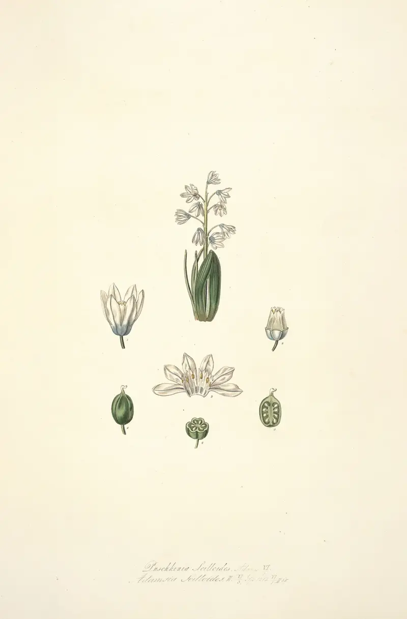 Collectanea botanica Pl.24 av John Lindley