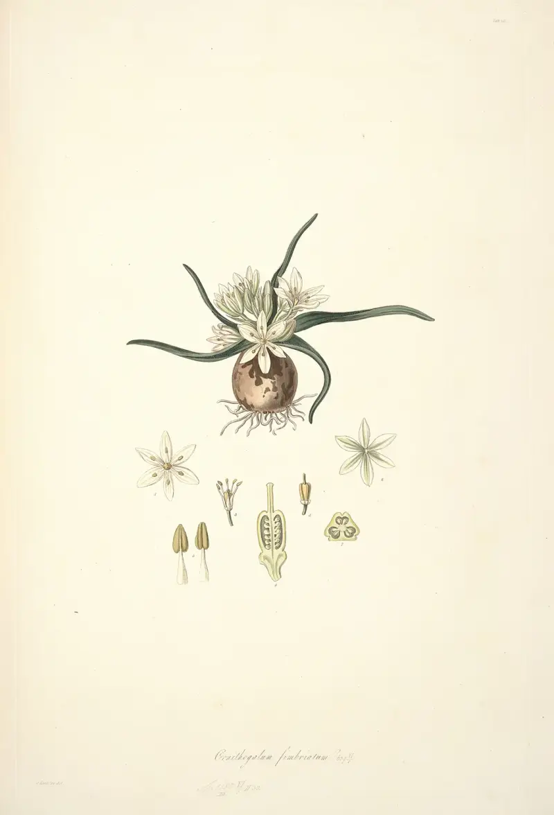 Collectanea botanica Pl.28 av John Lindley
