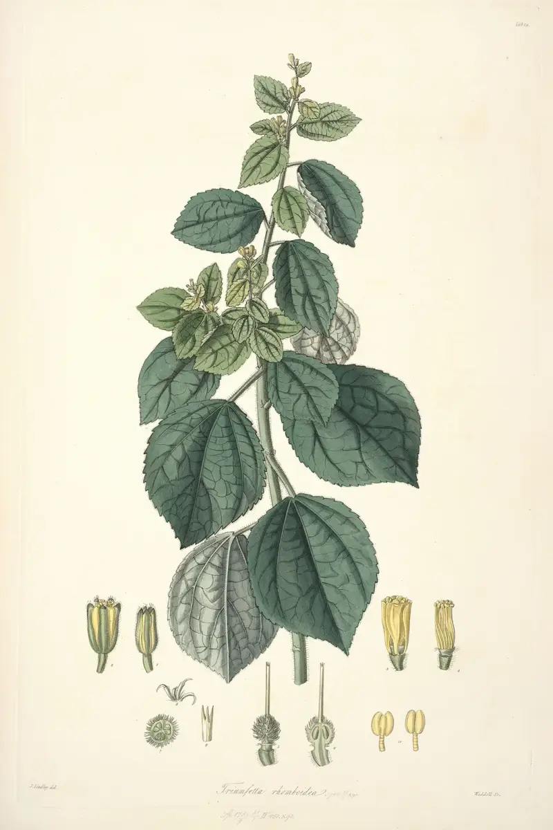 Collectanea botanica Pl.29 av John Lindley