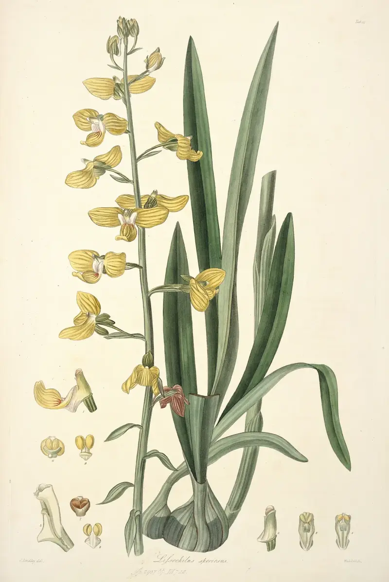 Collectanea botanica Pl. 31 von John Lindley
