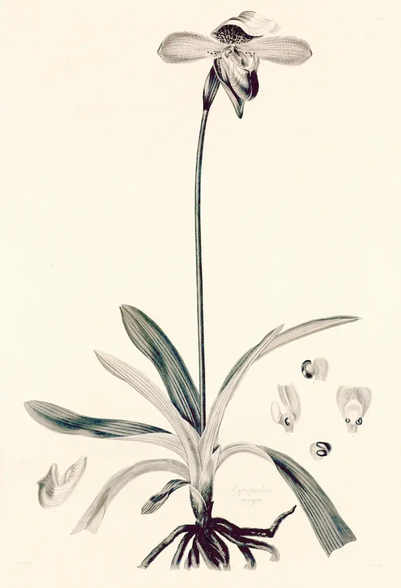 Collectanea botanica Pl.32 av John Lindley