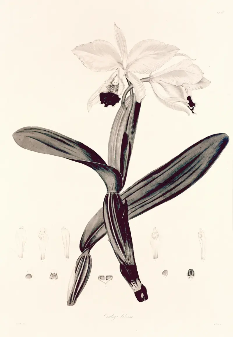 Collectanea botanica Pl.33 av John Lindley
