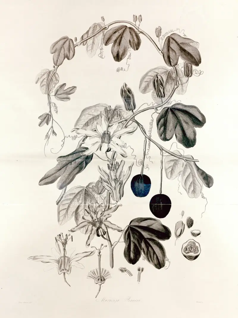 Collectanea botanica Taf. 36 von John Lindley