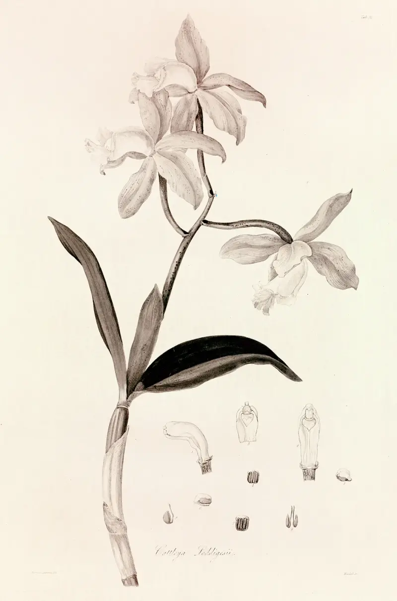 Collectanea botanica Pl.37 av John Lindley
