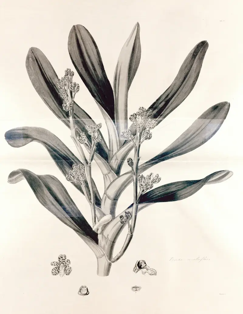 Collectanea botanica Pl.38 av John Lindley