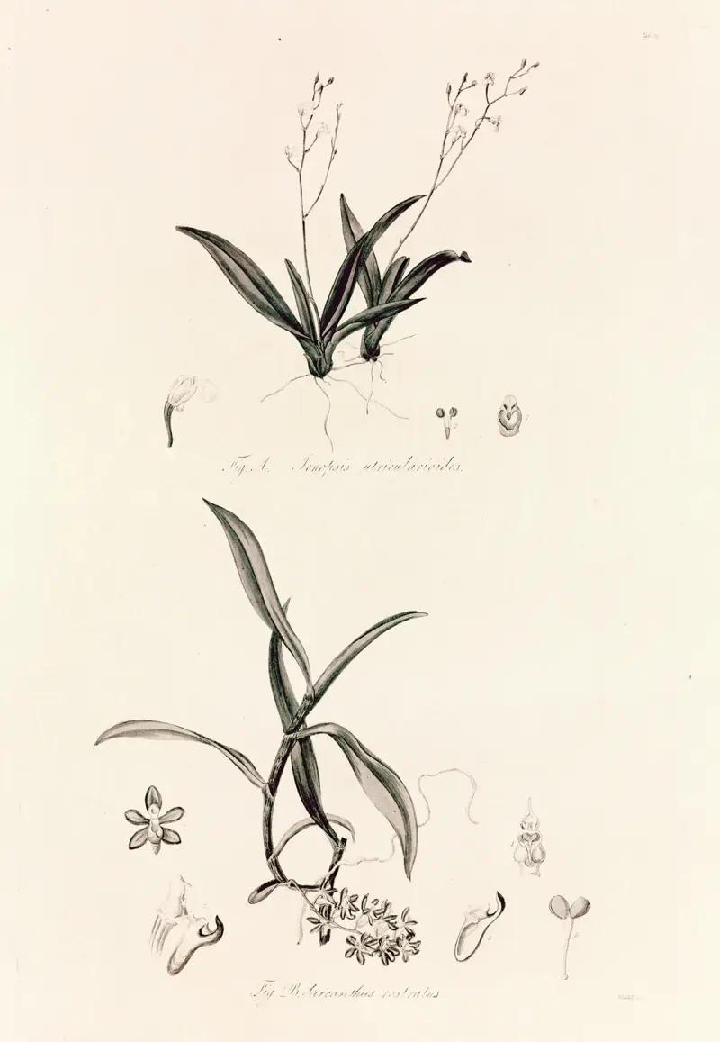 Collectanea botanica Pl.39 av John Lindley