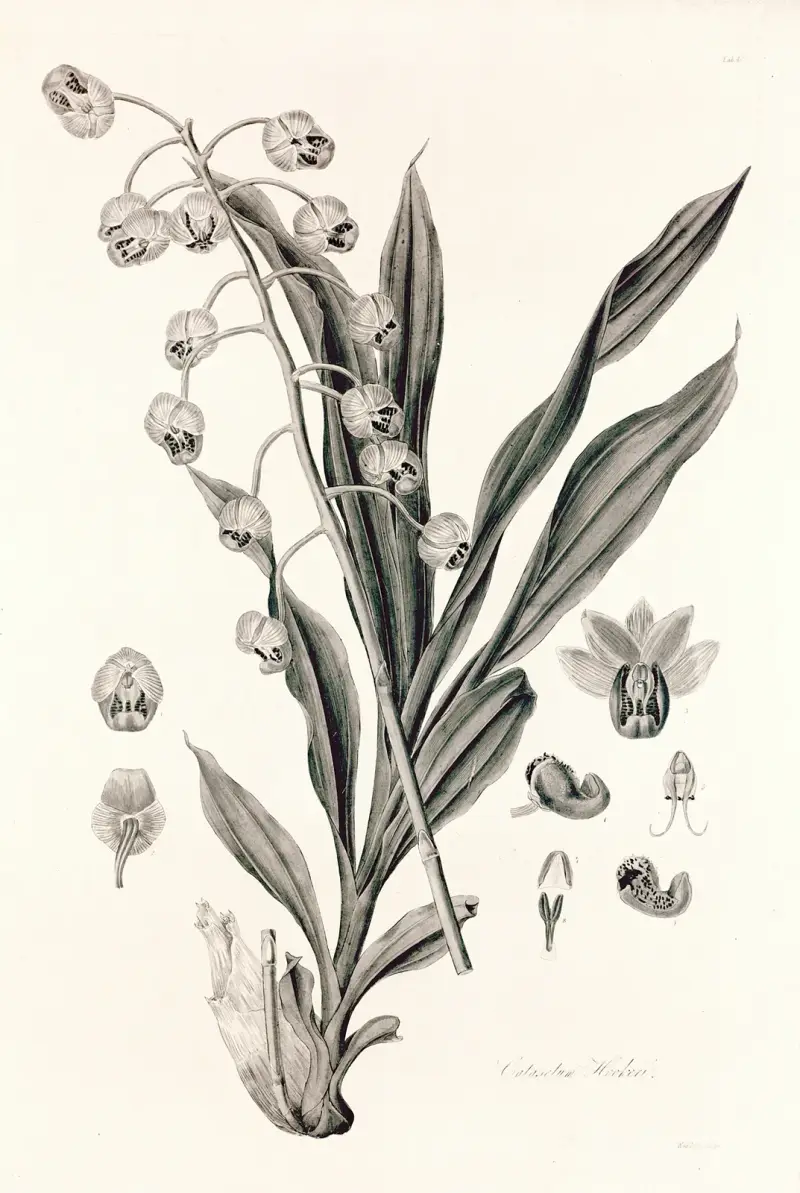 Botanische Sammlung Taf. 40 von John Lindley