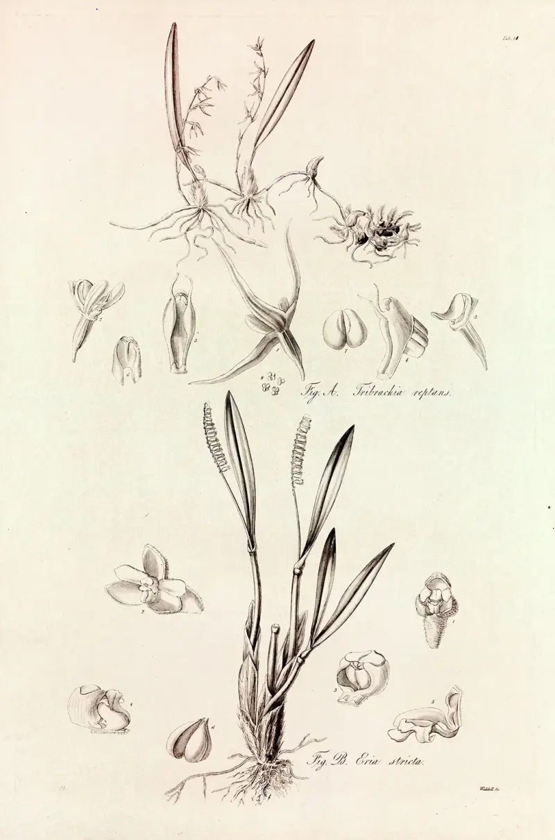 Collectanea botanica Taf. 41 von John Lindley