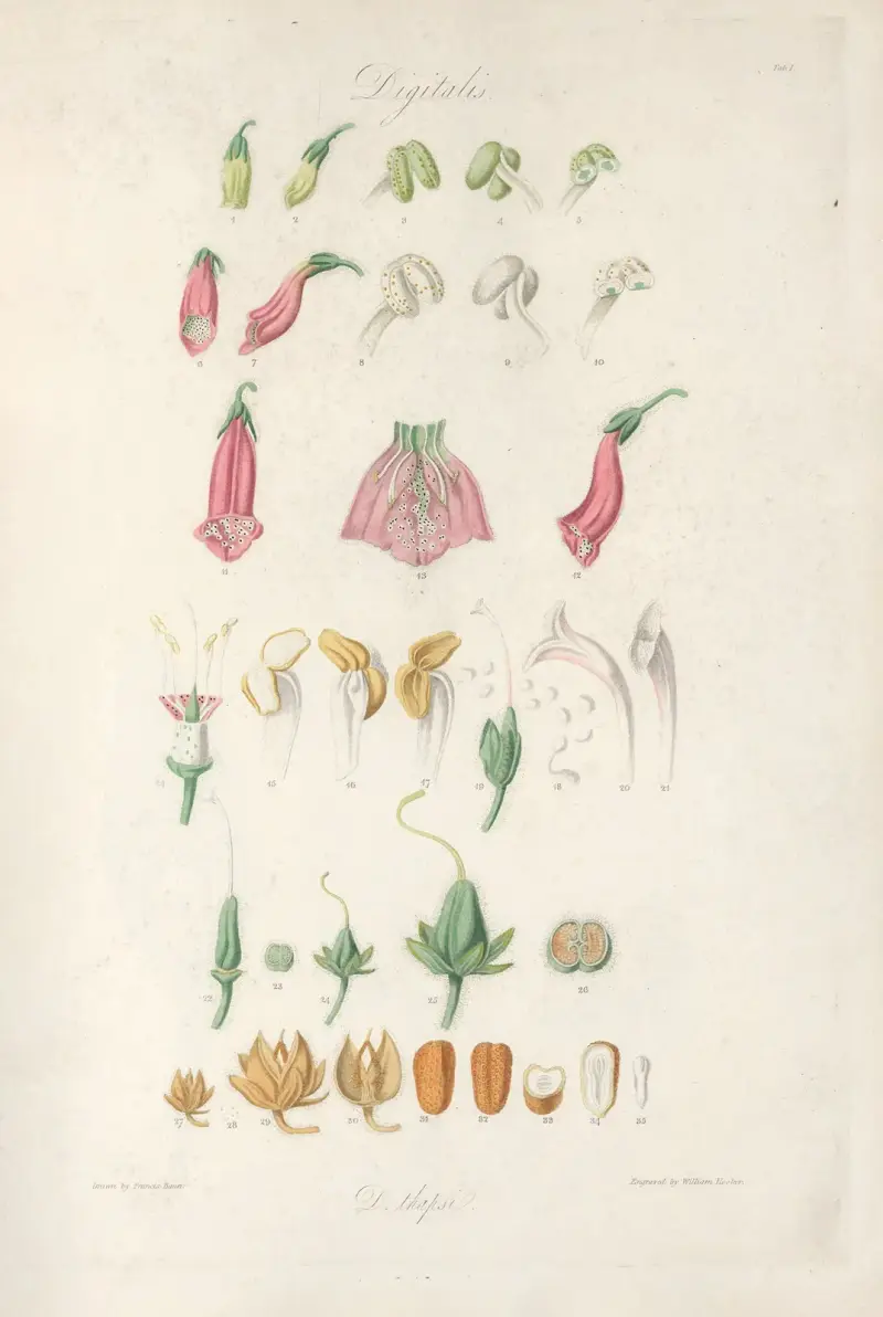 Digitalium monographia Pl.01 av John Lindley
