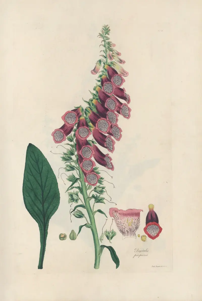 Digitalium monographia Pl.02 av John Lindley