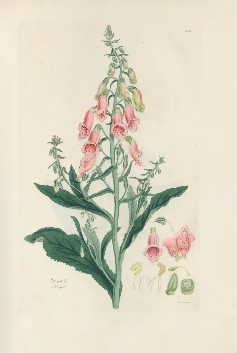 Digitalium monographia Pl.03 av John Lindley