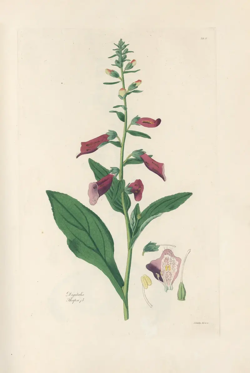 Digitalium monographia Pl.04 av John Lindley