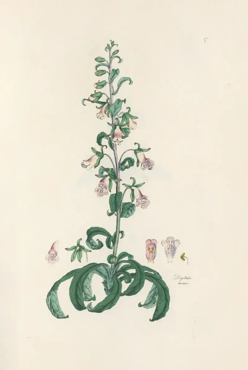 Digitalium monographia Pl.05 av John Lindley