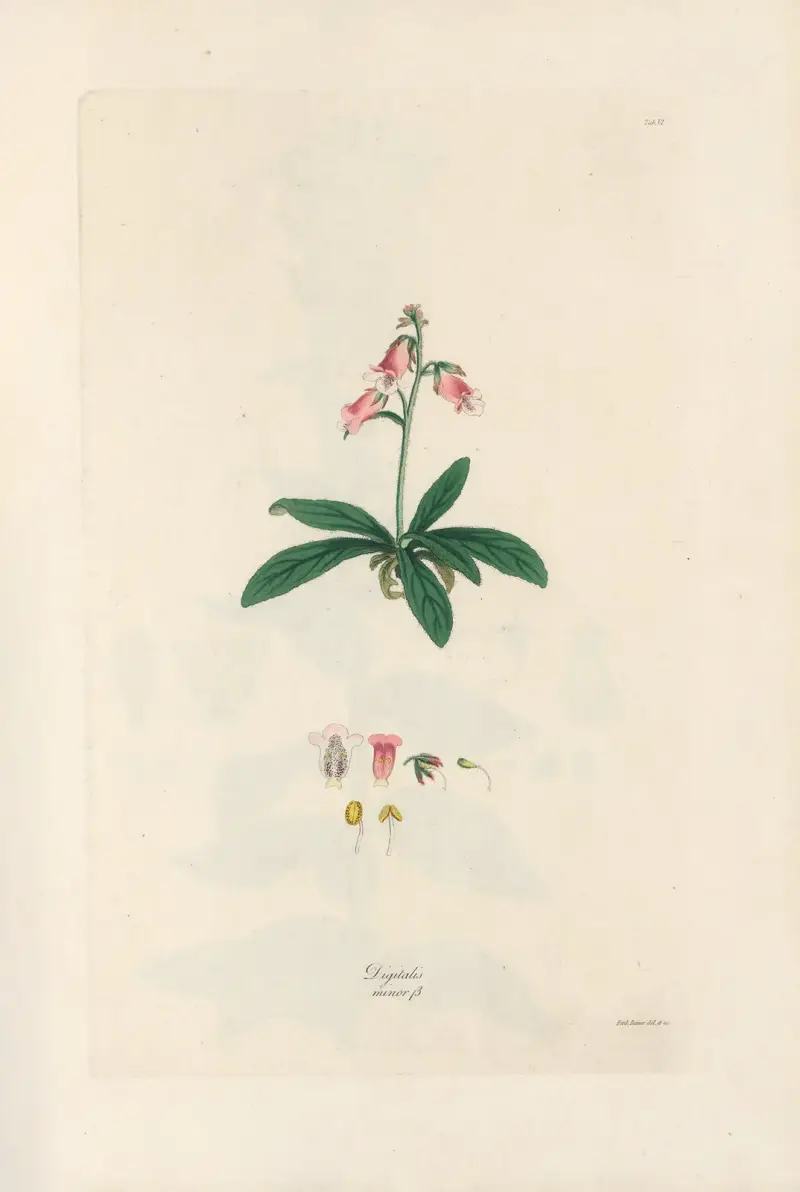 Digitalium monographia Pl.06 av John Lindley