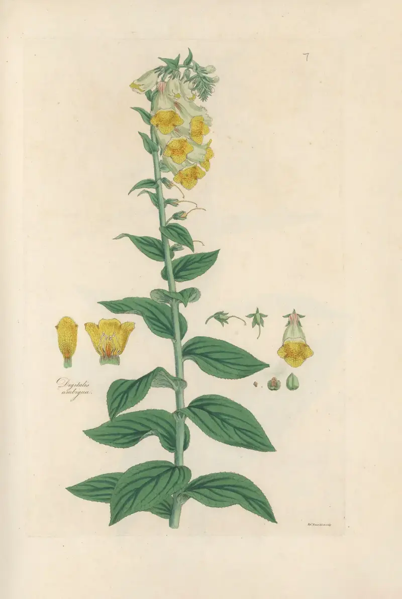 Digitalium monographia Pl.07 av John Lindley