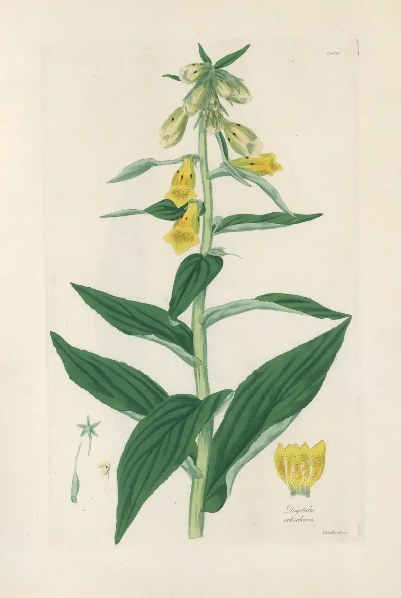 Digitalium monographia Pl.08 av John Lindley