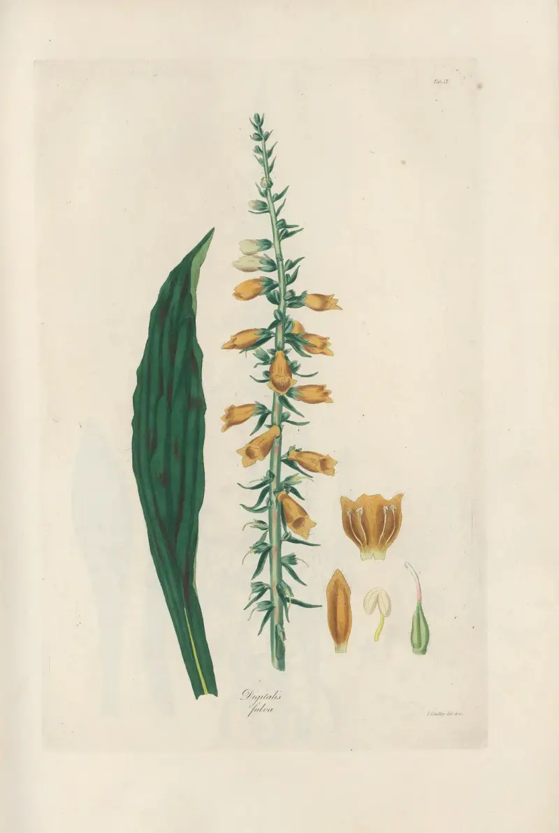 Digitalium monographia Pl.09 av John Lindley