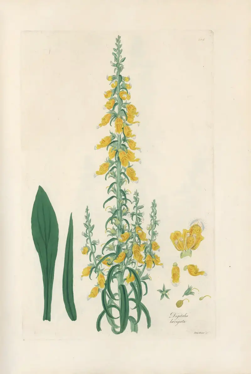 Digitalium monographia Pl.10 av John Lindley