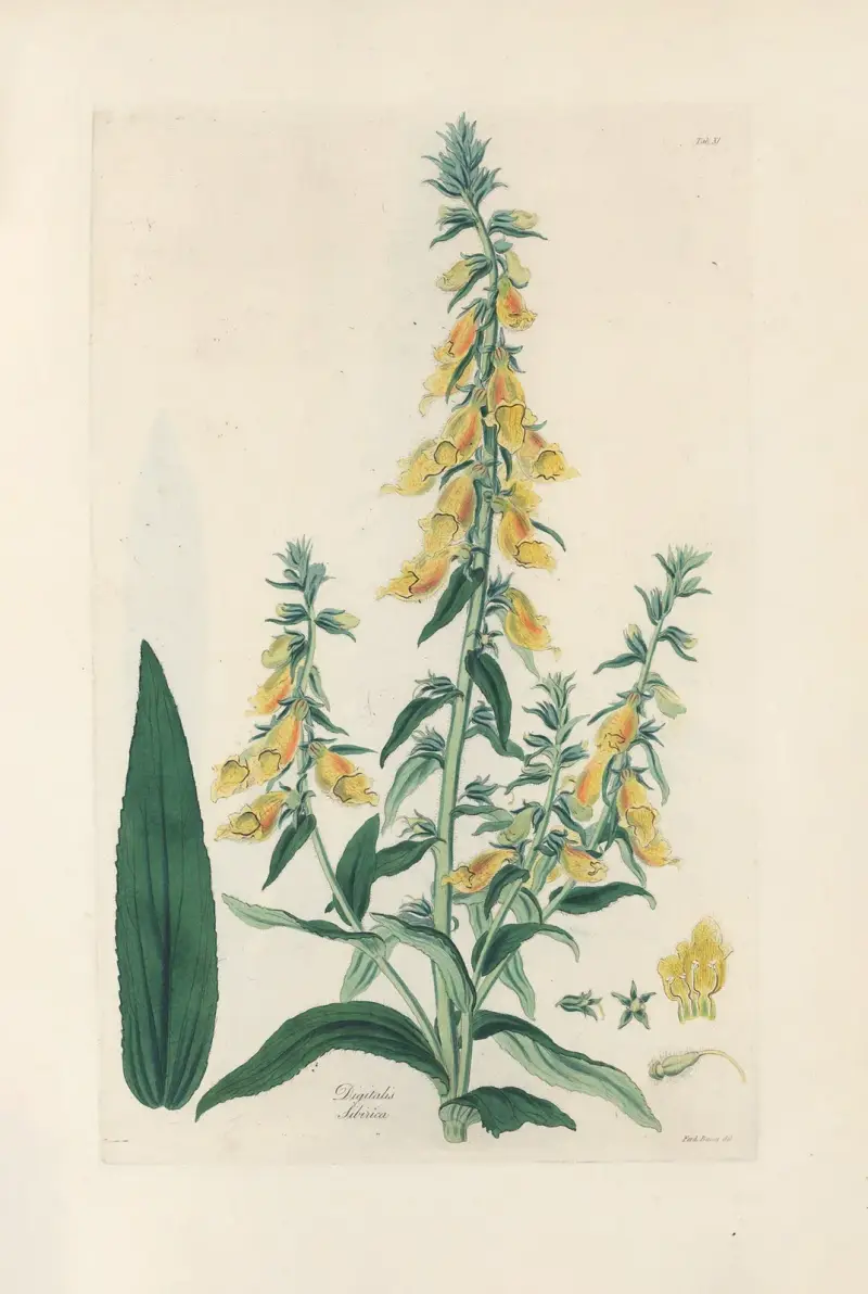Digitalium monographia Pl.11 av John Lindley