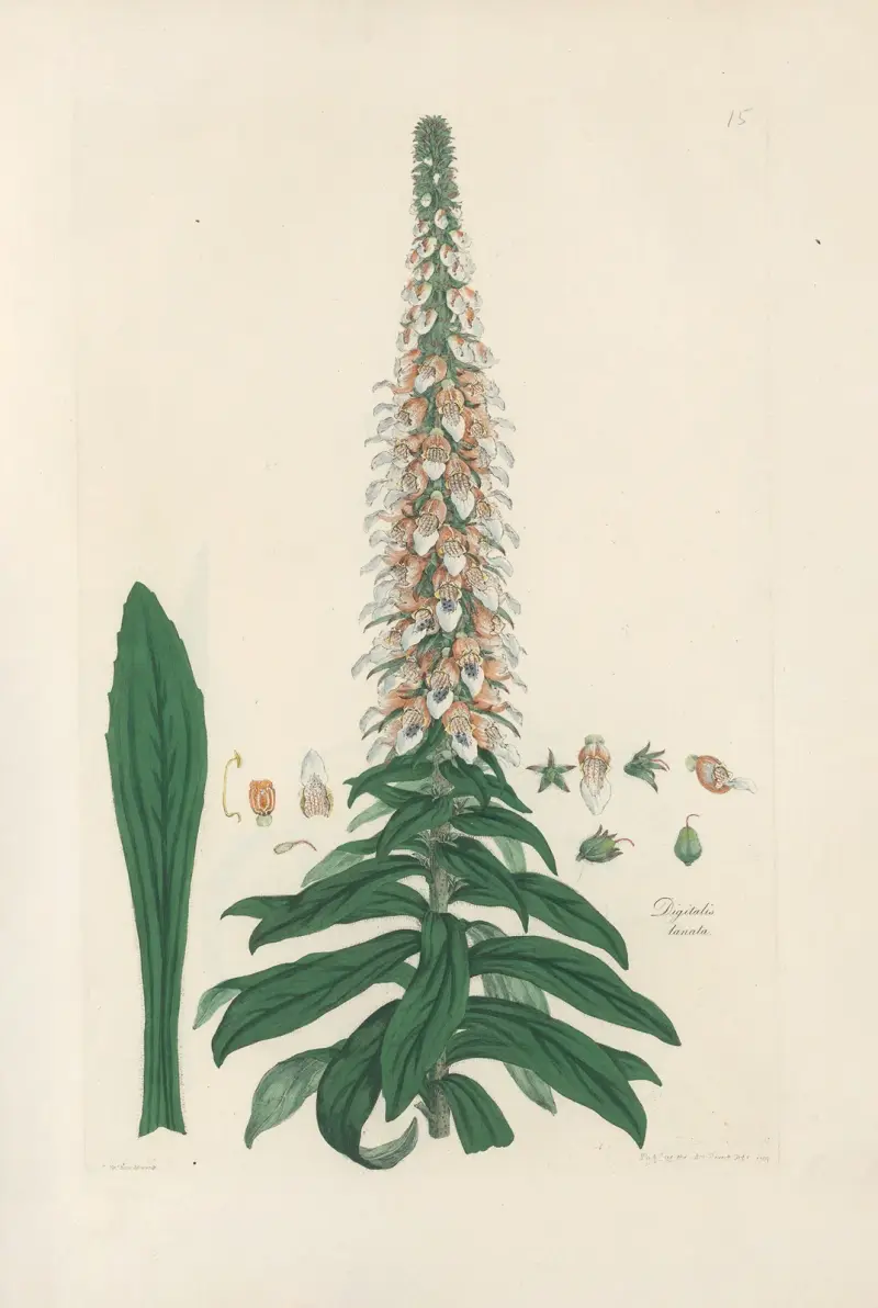 Digitalium monographia Pl.15 av John Lindley