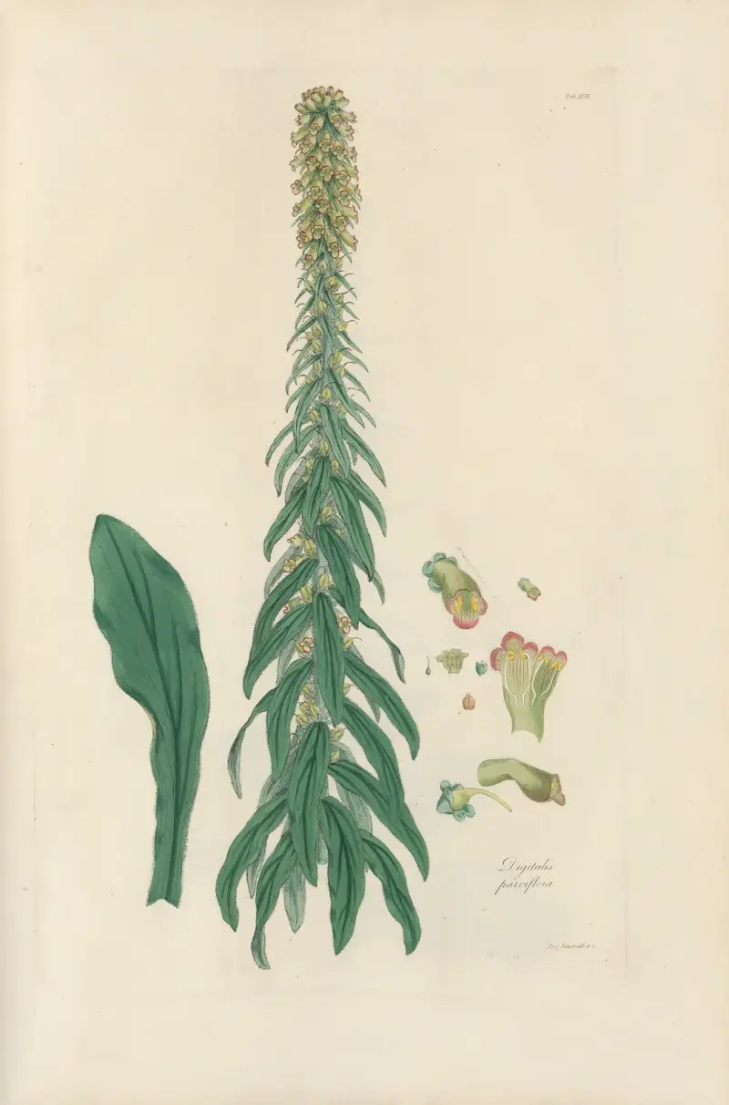 Digitalium monographia Pl.17 av John Lindley