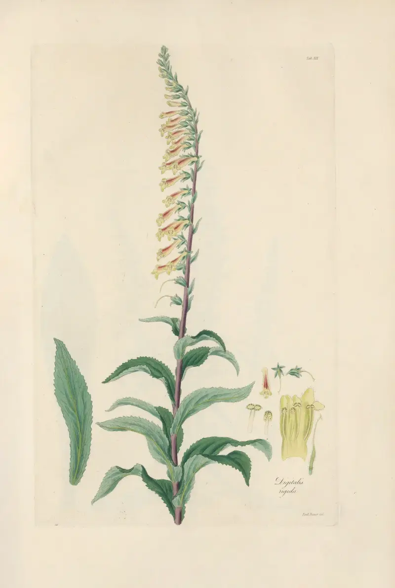 Digitalium monographia Pl.19 av John Lindley