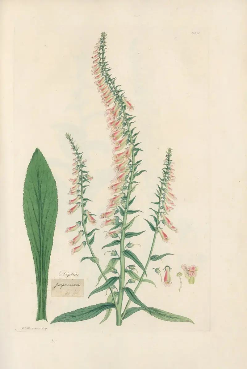 Digitalium monographia Pl.20 av John Lindley