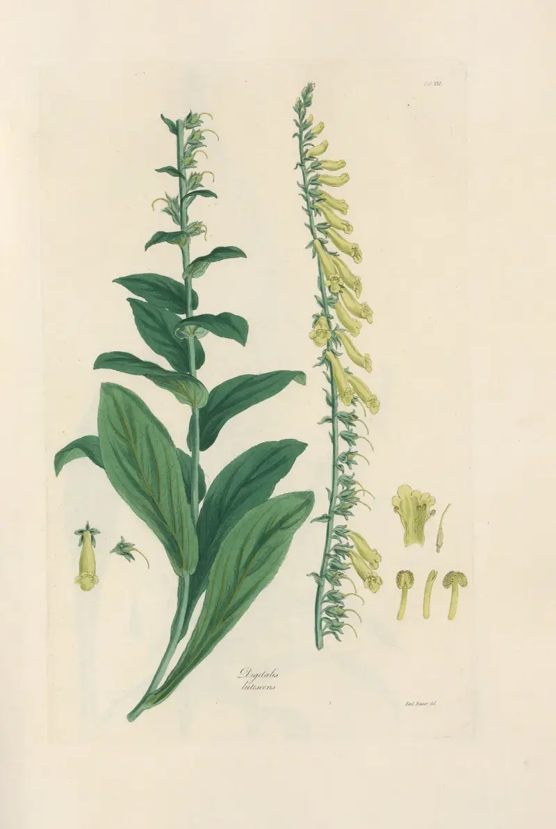 Digitalium monographia Pl.21 av John Lindley