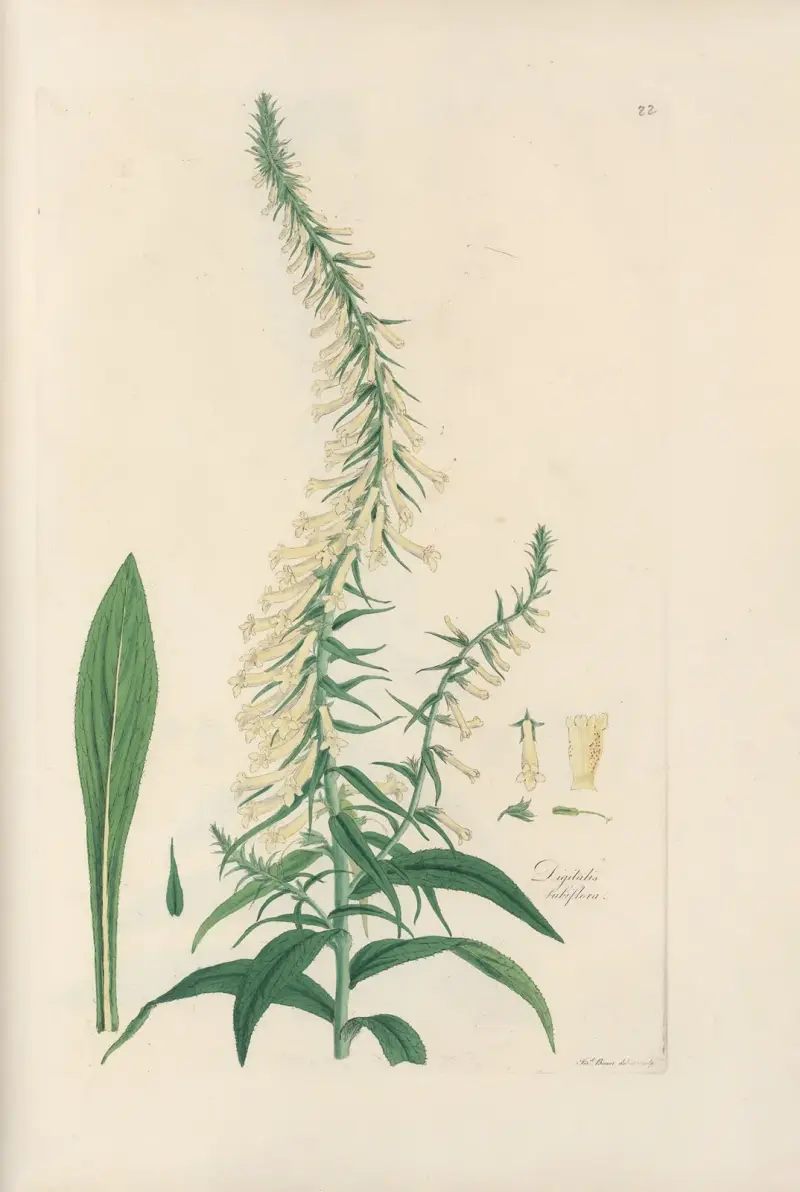 Digitalium monographia Pl.22 av John Lindley