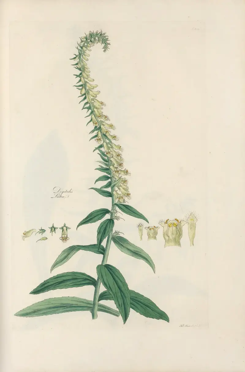 Digitalium monographia Pl.23 av John Lindley