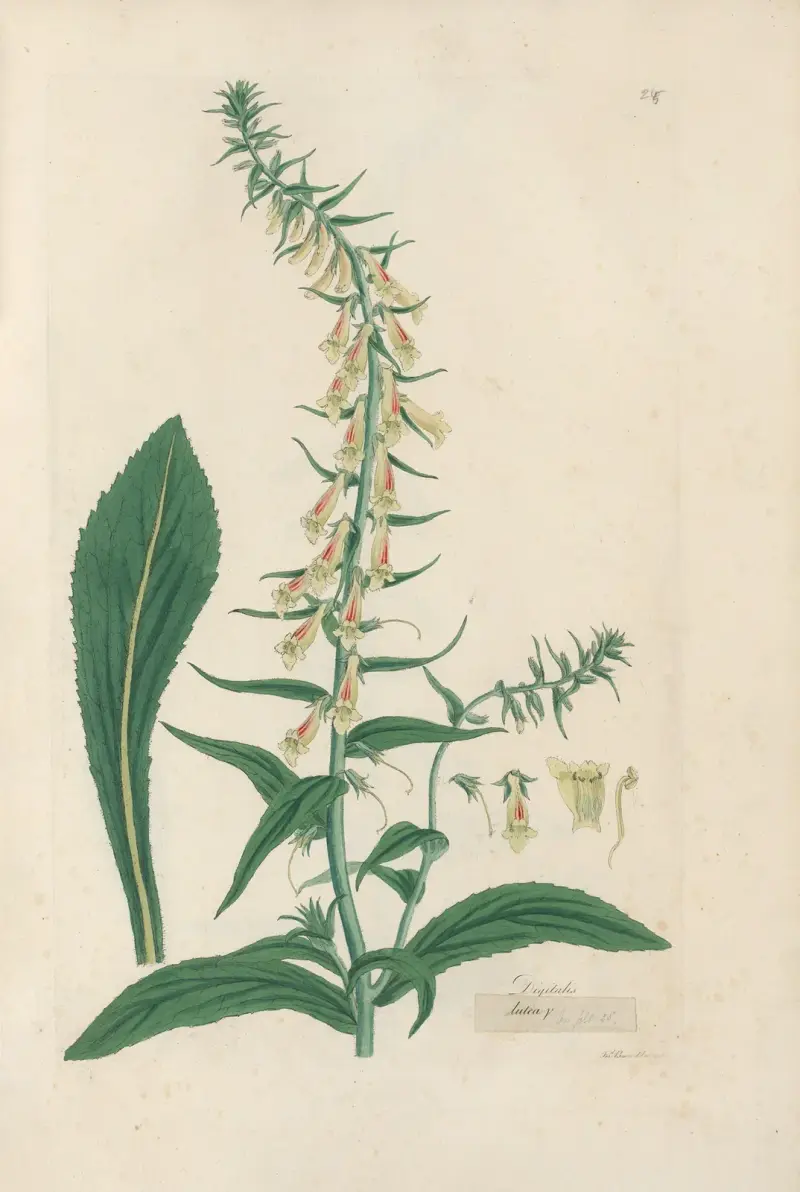 Digitalium monographia Pl.24 av John Lindley