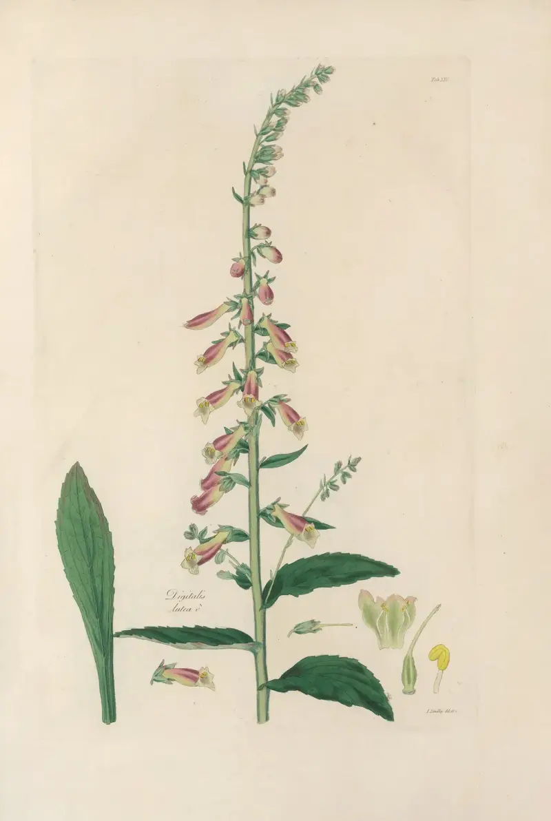 Digitalium monographia Pl.25 av John Lindley