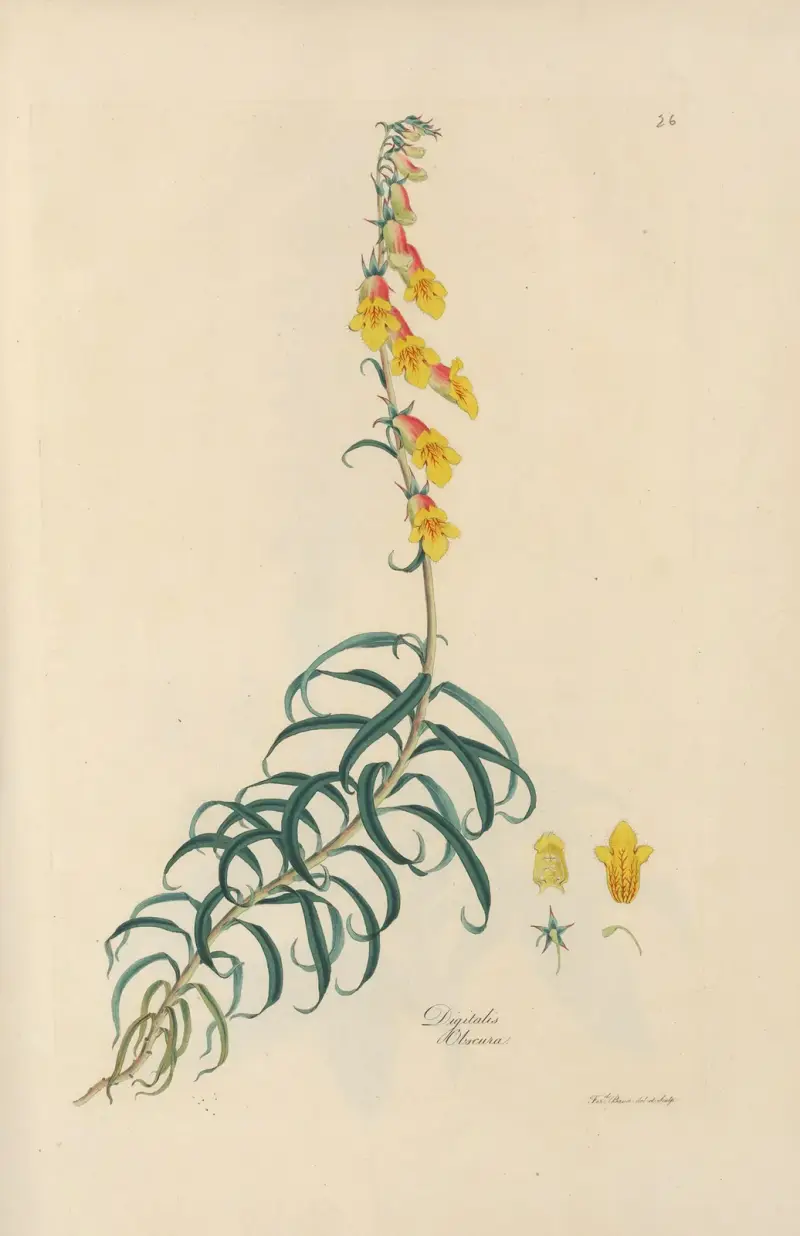 Digitalium monographia Pl.26 av John Lindley