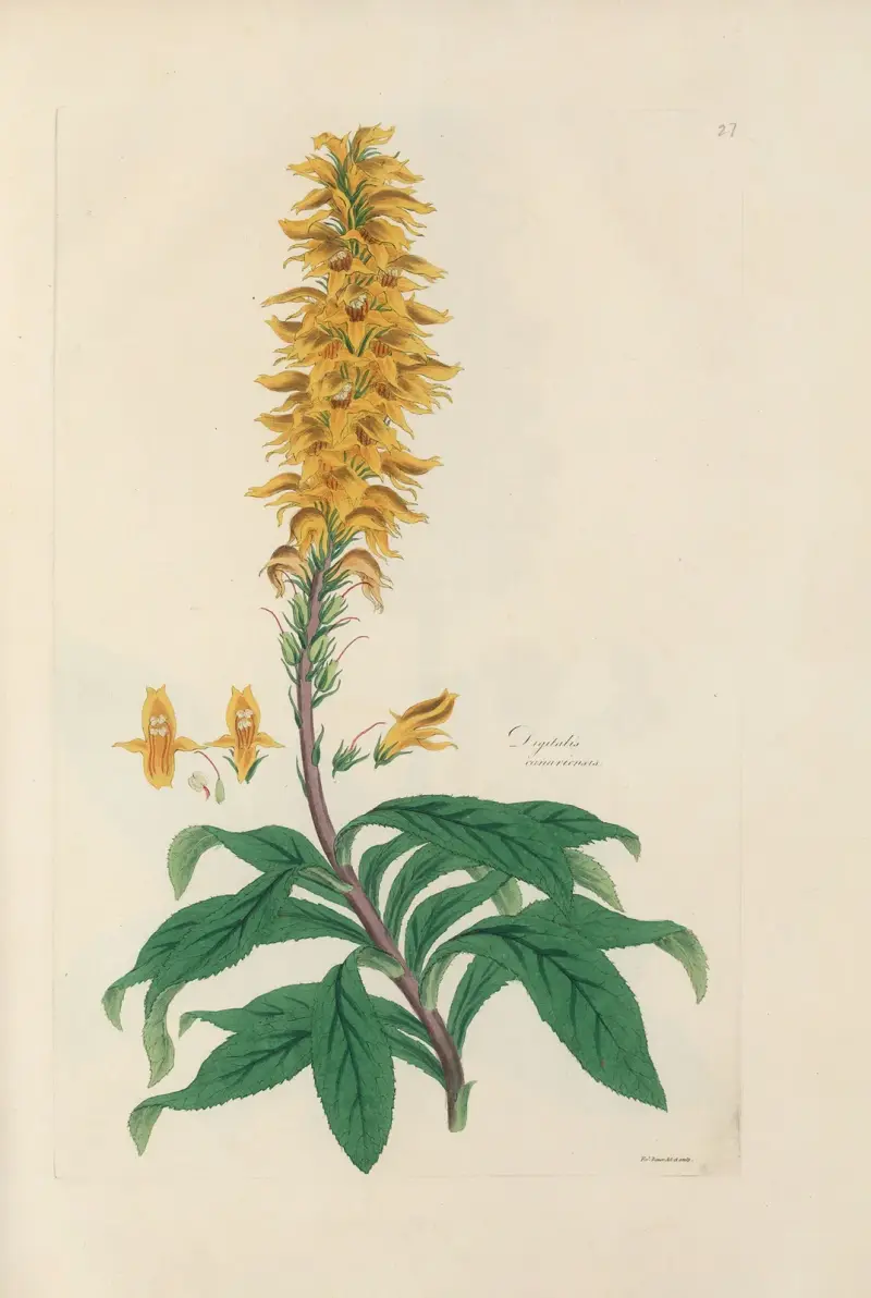 Digitalium monographia Pl.27 av John Lindley