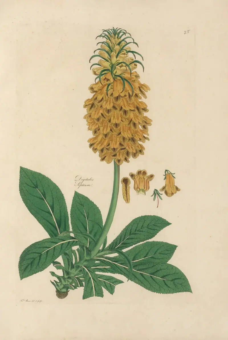 Digitalium monographia Pl.28 av John Lindley