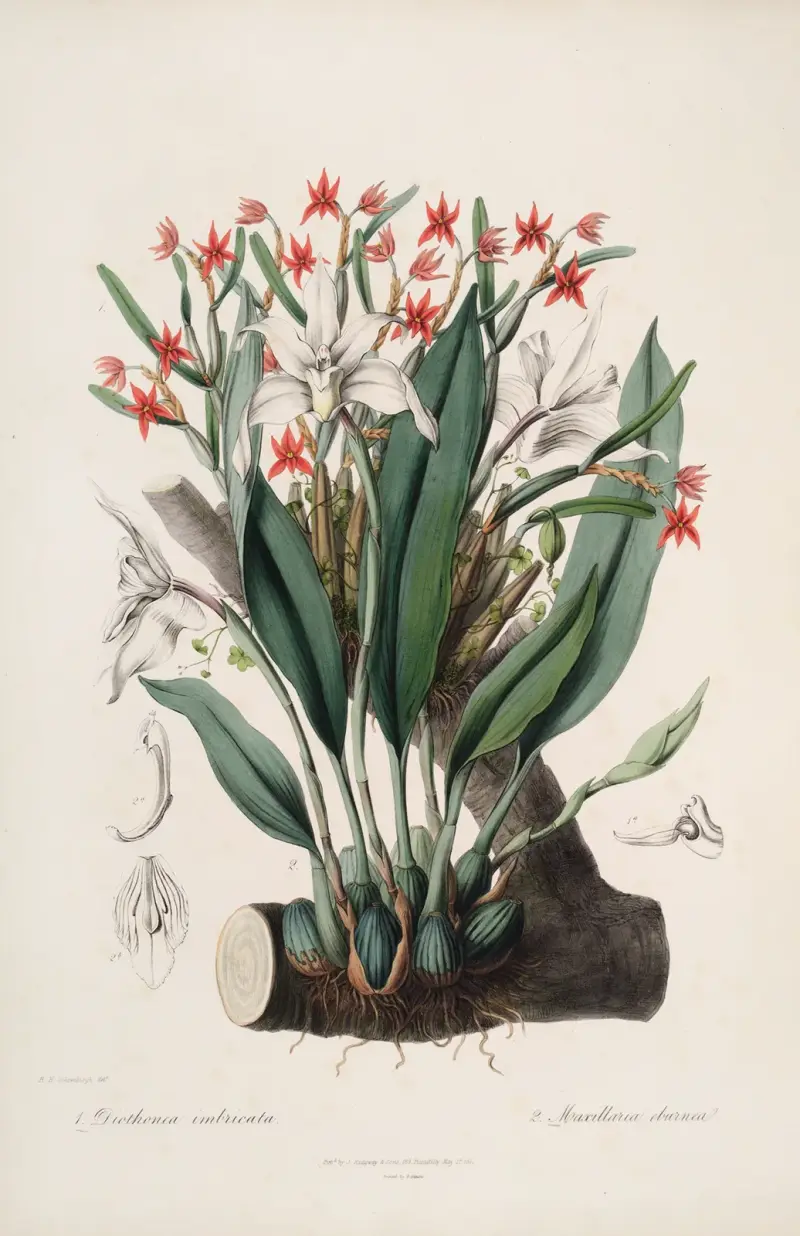 Sertum orchidaceum; A wreath of the most beautiful orchidaceous flowers Pl.40, John Lindley