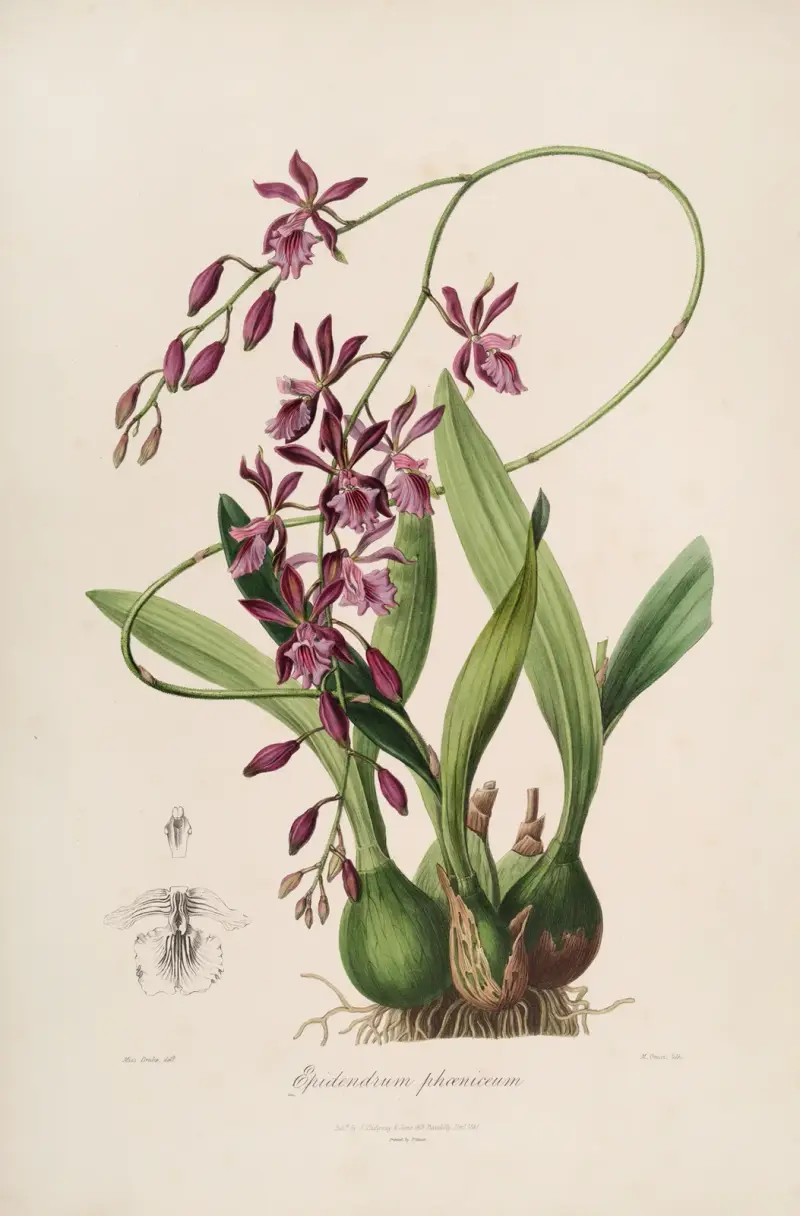 Sertum orchidaceum; A wreath of the most beautiful orchidaceous flowers Pl.46 av John Lindley