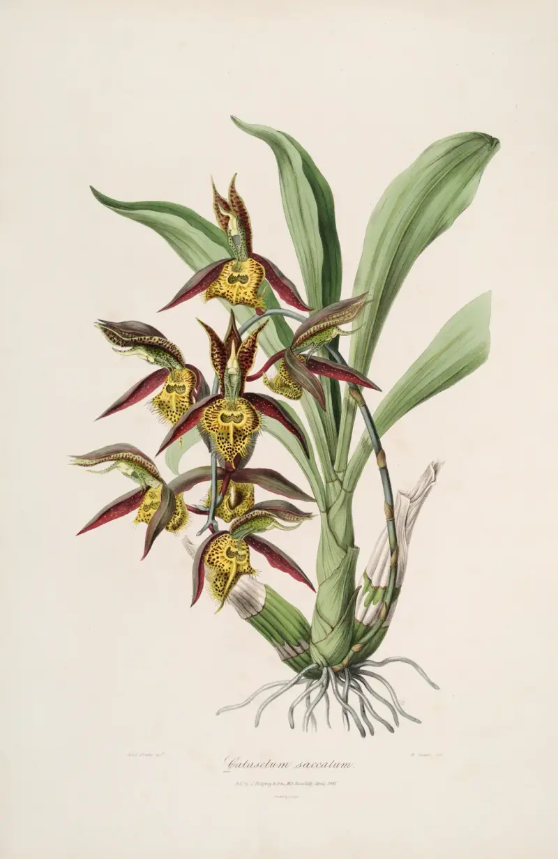 Sertum orchidaceum; A Wreath of the Most Beautiful Orchidaceous Flowers Pl. 41 von John Lindley