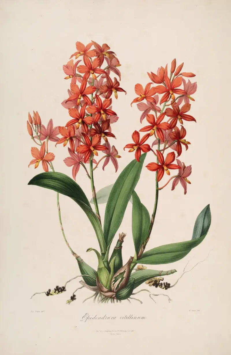 Sertum orchidaceum; A wreath of the most beautiful orchidaceous flowers Pl.45 von John Lindley
