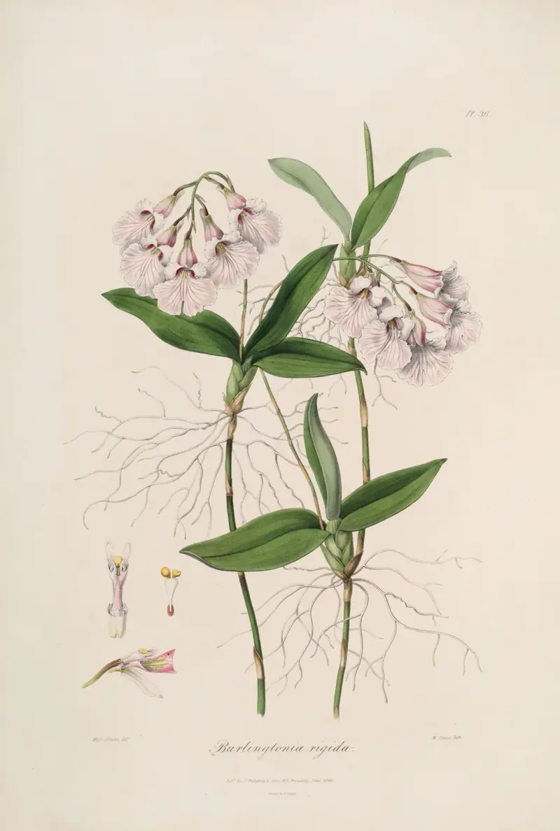 Sertum orchidaceum; věnec nejkrásnějších orchidejových květů Pl. 36, John Lindley