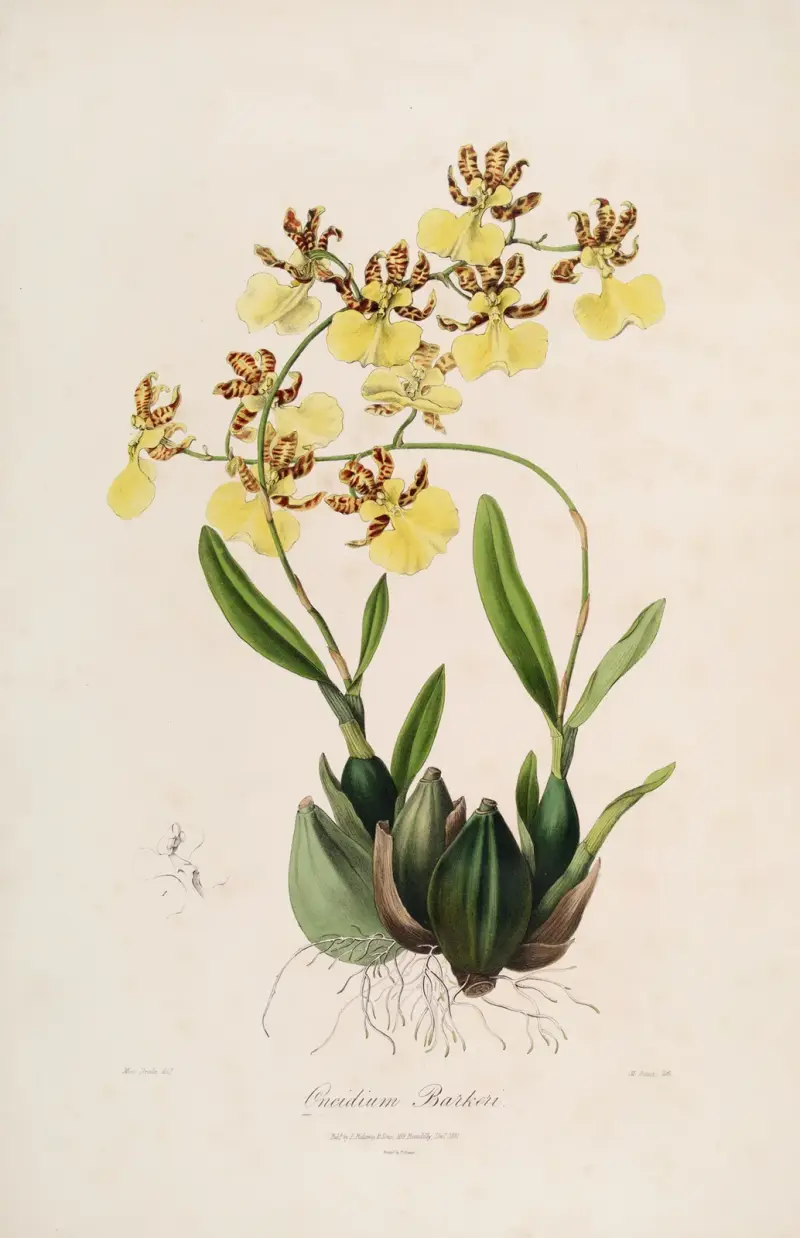 Sertum orchidaceum; A wreath of the most beautiful orchidaceous flowers Pl.48 av John Lindley
