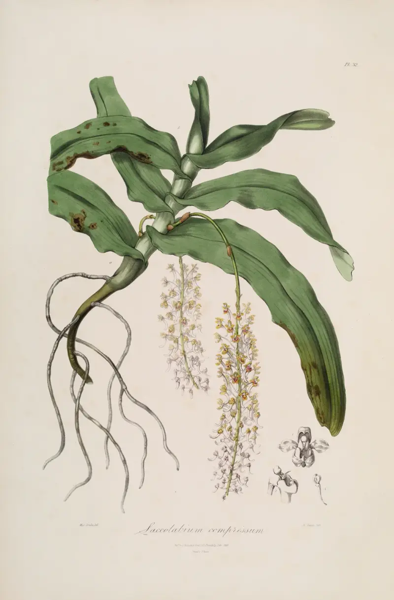 Sertum orchidaceum; A wreath of the most beautiful orchidaceous flowers Pl.32, John Lindley
