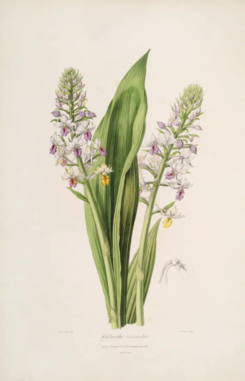 Sertum orchidaceum; A wreath of the most beautiful orchidaceous flowers Taf. 42 von John Lindley